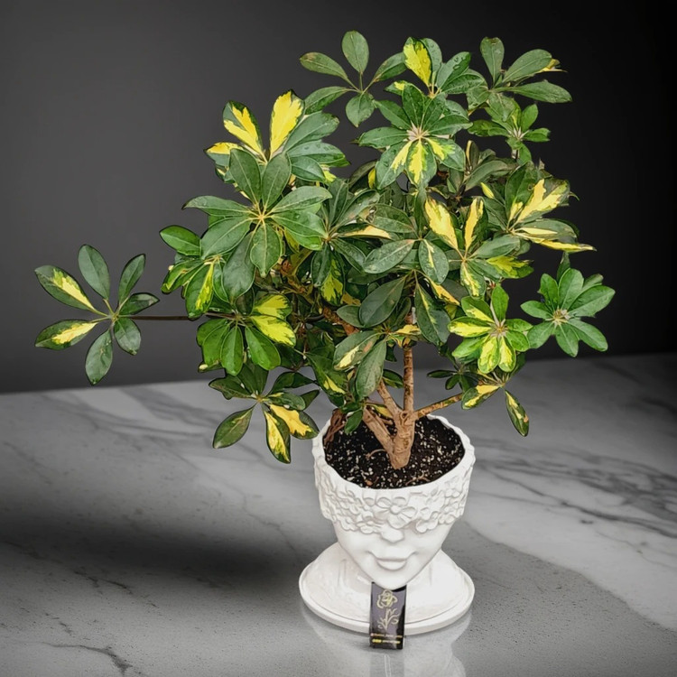 شفلرا ابلق در گلدان فانتزی چهره – گیاه مقاوم آپارتمانی با جلوه خاص