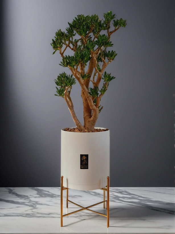 **"خرید بنسای هدیه و گیاهان آپارتمانی از فلوریست اورمیا | ارسال سریع در ارومیه"**