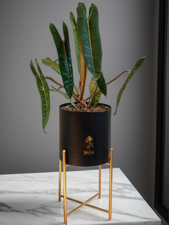 **"گیاه بیلی تای در گلدان استوانهای مشکی با پایه طلایی - فروش گلهای آپارتمانی لوکس در ارومیه"**