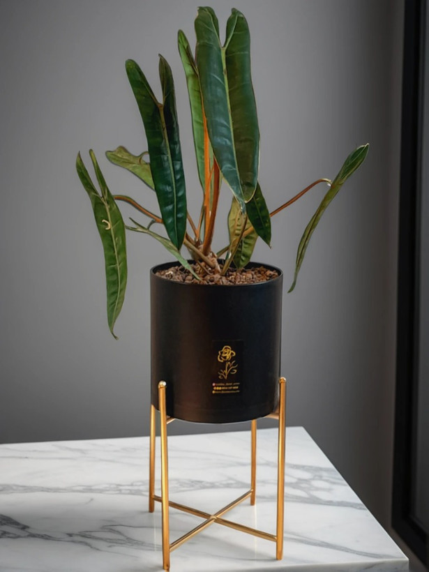 **"گیاه بیلی تای در گلدان استوانهای مشکی با پایه طلایی - فروش گلهای آپارتمانی لوکس در ارومیه"**