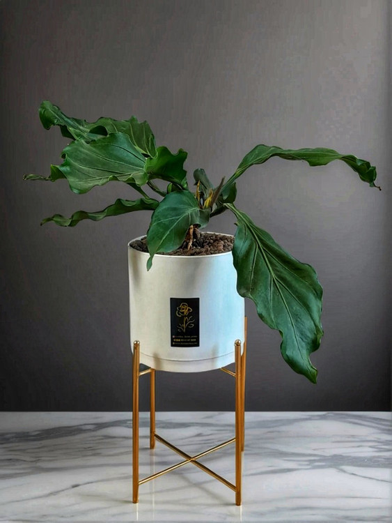 گل آنتریوم هوکری در گلدان لوکس زیره مخفی و پایه طلایی - فروشگاه گل آپارتمانی ارومیه