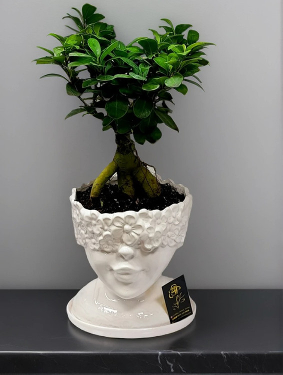 درختچه جنسینگ فیکوس در گلدان رخ – گیاه آپارتمانی لاکچری | گل فروشی آنلاین ارومیه – FloristUrmia