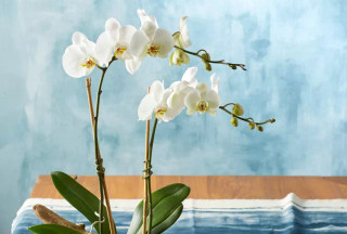 گلفروشی ارومیه (دارای درگاه پرداخت آنلاین)
